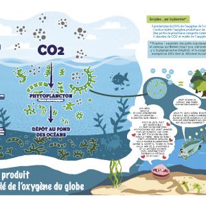 Réalisation de la mise en page et de l'illustration bd. Schéma d'Anatole Donarier . Textes de Dominique Cronier